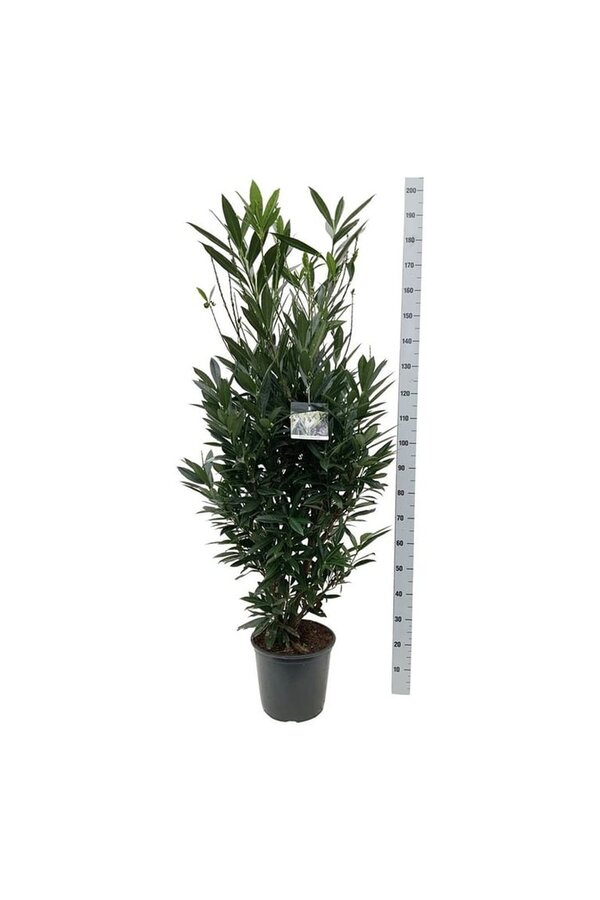 Portugese laurier Prunus Renault Ace ®