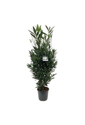Portugese laurier Prunus Renault Ace ®