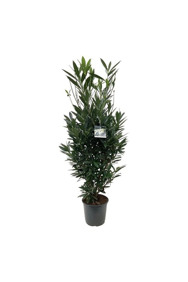 Laurier du Portugal Prunus Renault Ace ®