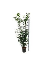 Portugese laurier Prunus Novita