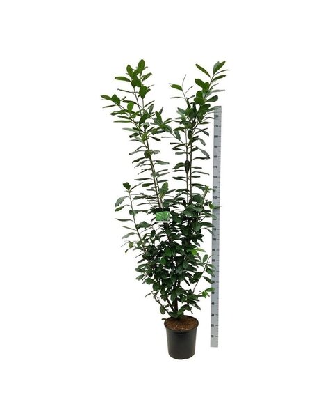 Prunus