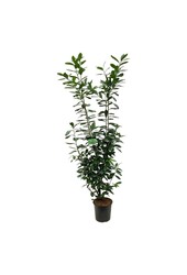 Laurier du Portugal Prunus Novita