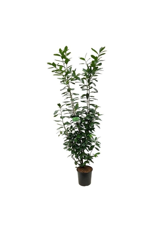 Portugese laurier Prunus Novita