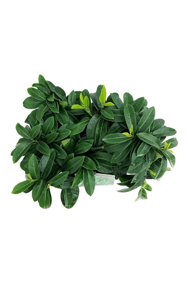 Laurier du Portugal Prunus Mount Vernon