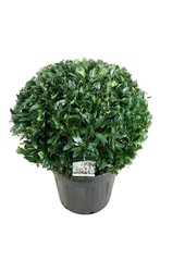 Laurier du Portugal Prunus Herbergii