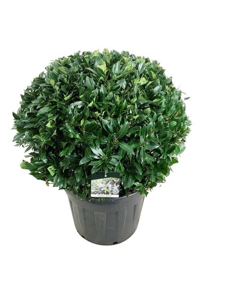Prunus