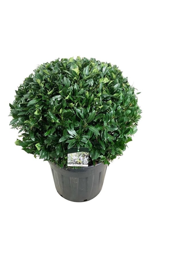 Laurier du Portugal Prunus Herbergii