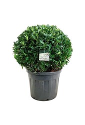 Laurier du Portugal Prunus Herbergii