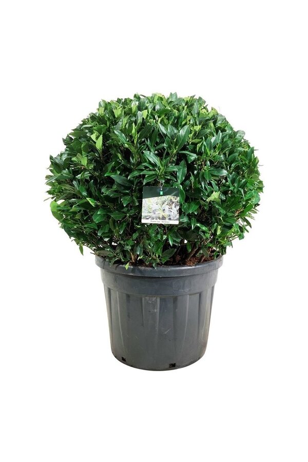 Laurier du Portugal Prunus Herbergii