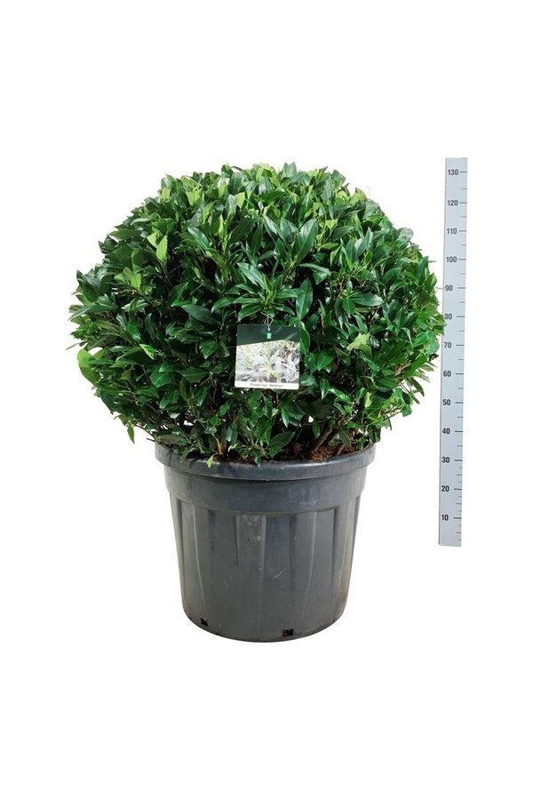 Laurier du Portugal Prunus Herbergii