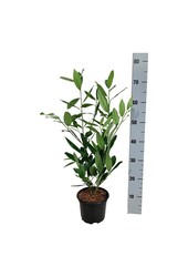Portugese laurier Prunus Herbergii