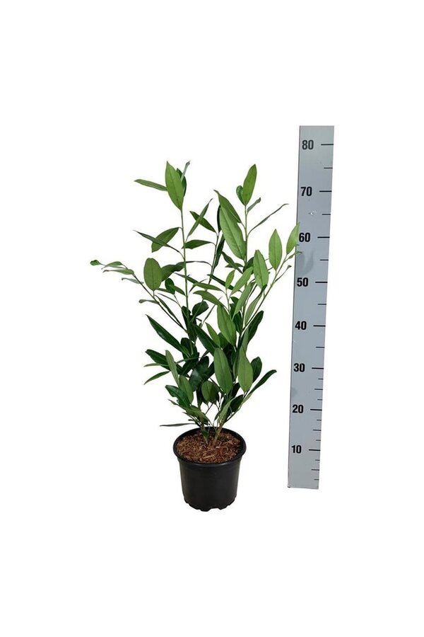 Portugese laurier Prunus Herbergii