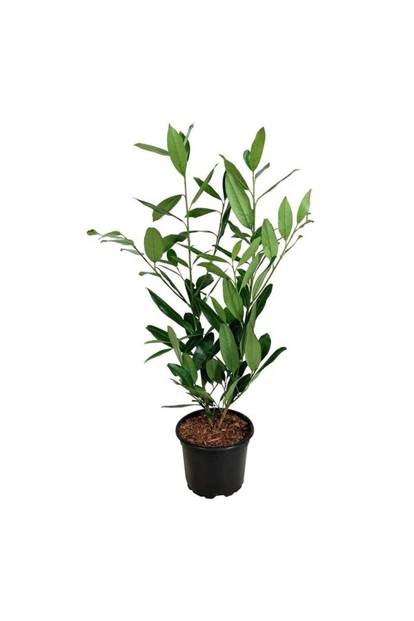 Portugese laurier Prunus Herbergii