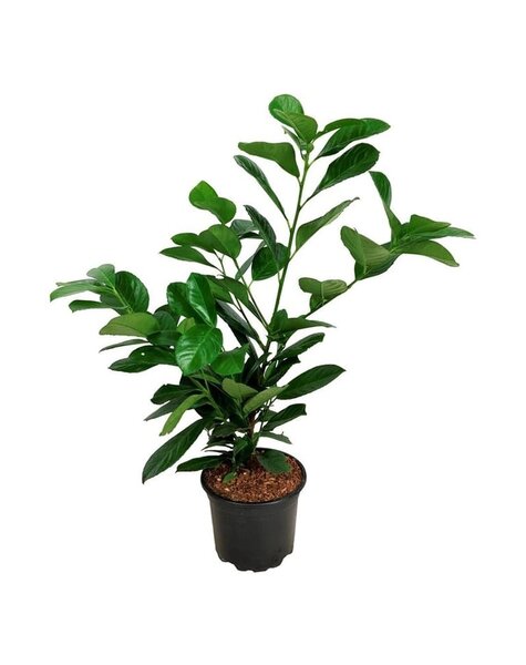 Prunus