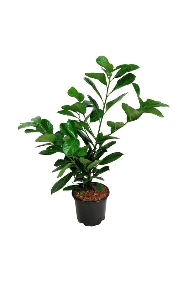 Portugese laurier Prunus Etna