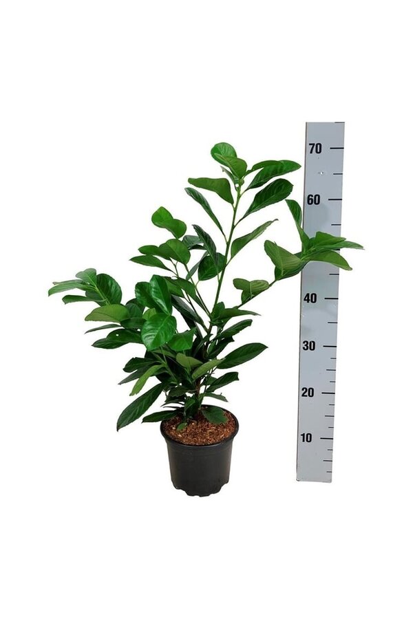 Laurier du Portugal Prunus Etna