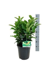 Laurier du Portugal Prunus Etna