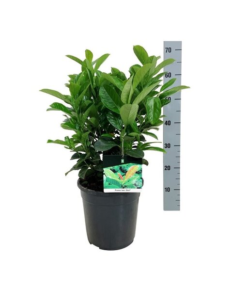 Prunus