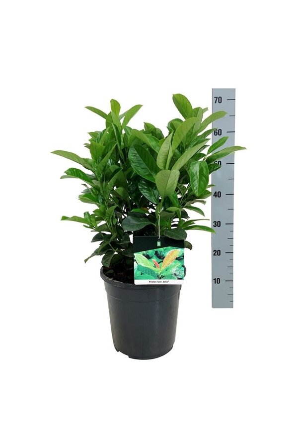 Laurier du Portugal Prunus Etna