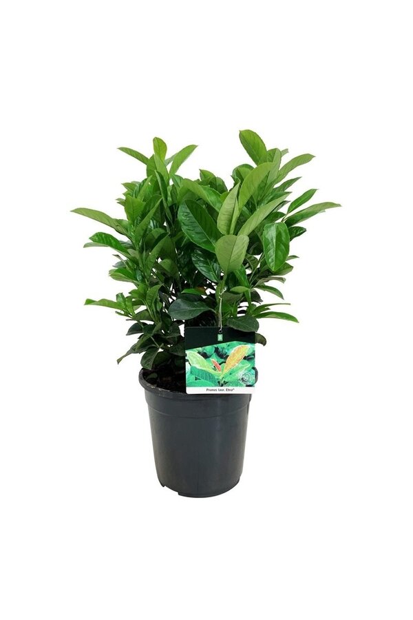 Laurier du Portugal Prunus Etna