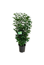 Portugese laurier Prunus Etna