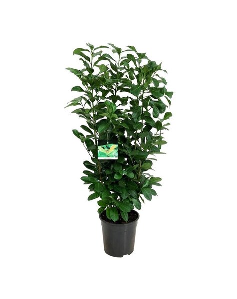 Prunus