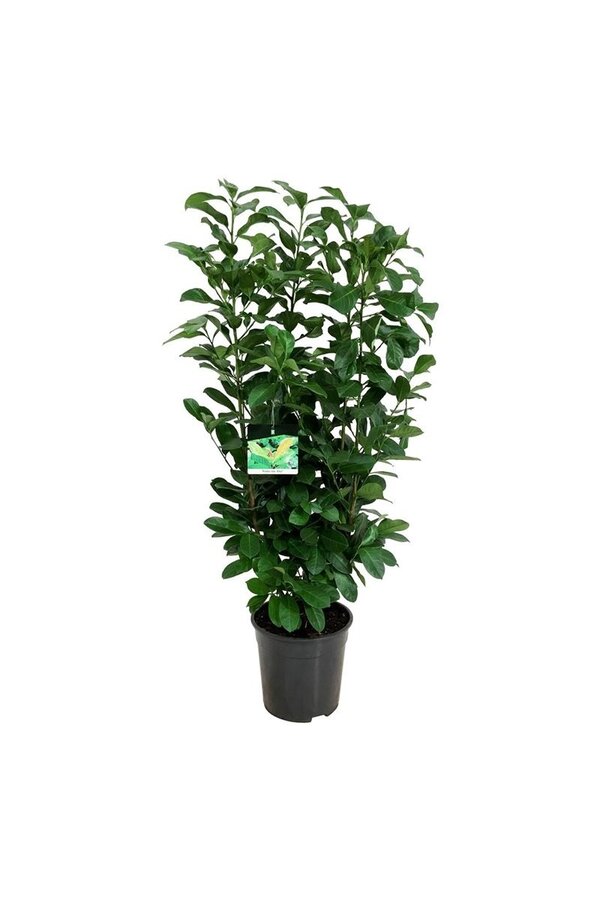 Laurier du Portugal Prunus Etna