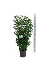 Laurier du Portugal Prunus Etna