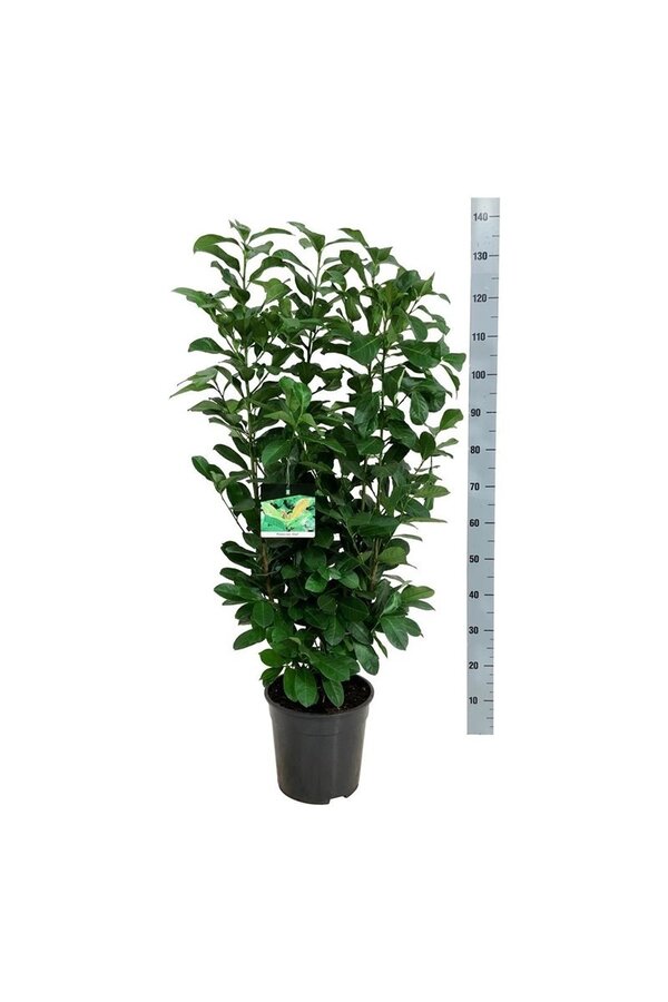 Laurier du Portugal Prunus Etna