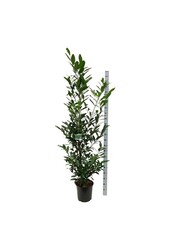 Portugese laurier Prunus Caucasica