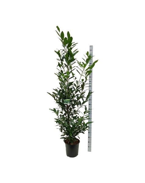 Prunus