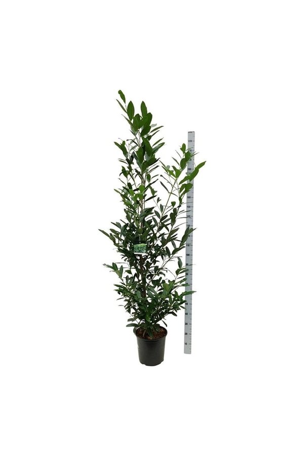 Portugese laurier Prunus Caucasica