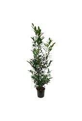 Laurier du Portugal Prunus Caucasica