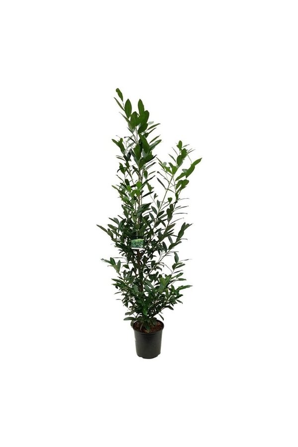 Laurier du Portugal Prunus Caucasica