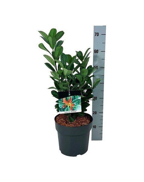 Prunus