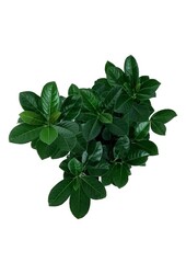 Laurier du Portugal Prunus Bonaparte PBR