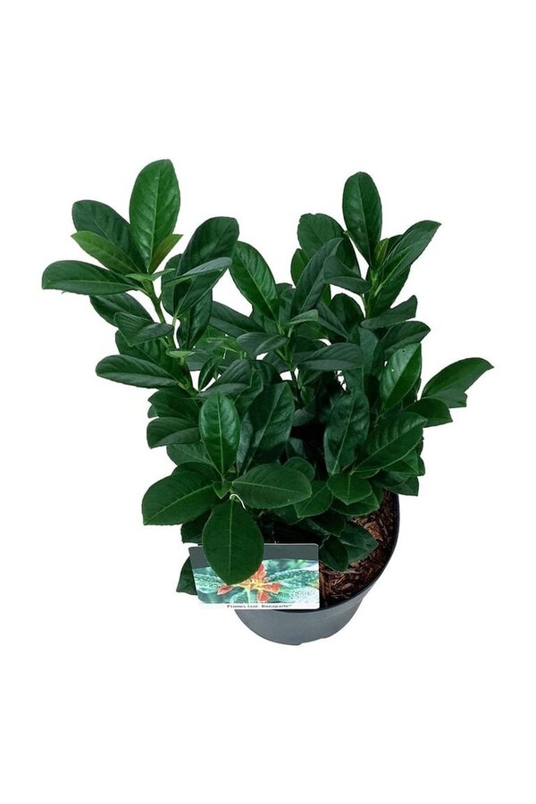 Laurier du Portugal Prunus Bonaparte PBR