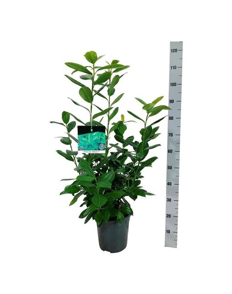 Prunus