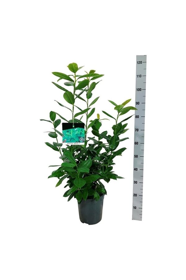Laurier du Portugal Prunus Antonius ®