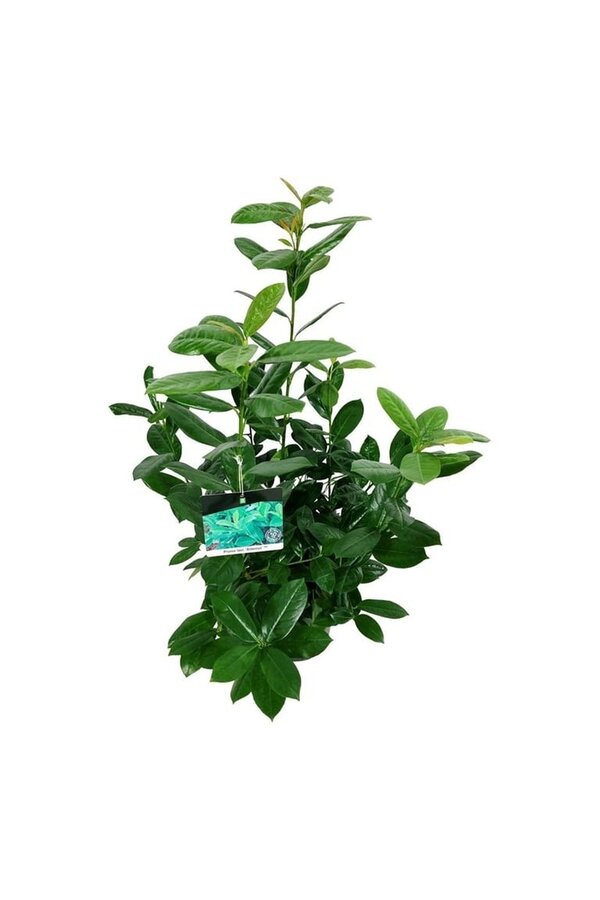 Laurier du Portugal Prunus Antonius ®