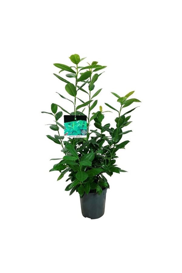 Portugese laurier Prunus Antonius ®