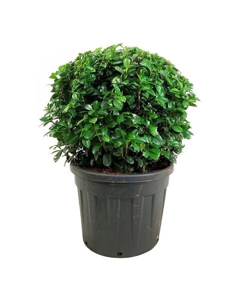 Prunus