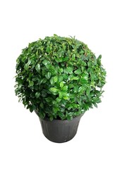 Laurier du Portugal Prunus Ani PBR