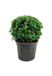 Portugese laurier Prunus Ani PBR