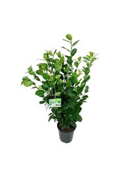 Portugese laurier Prunus Ani PBR