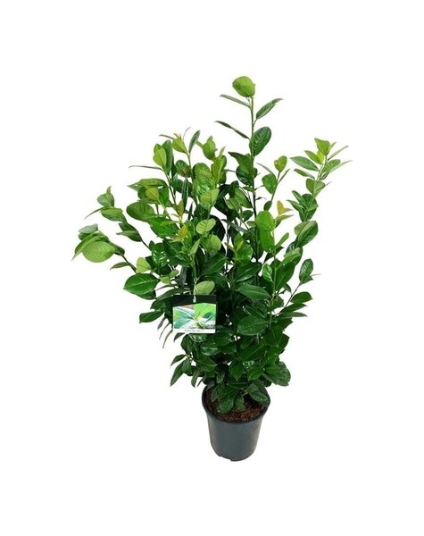 Prunus