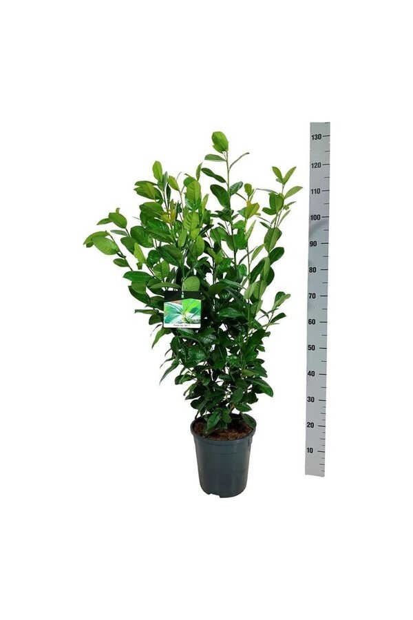 Portugese laurier Prunus Ani PBR
