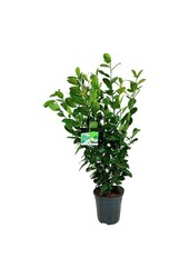 Portugese laurier Prunus Ani PBR