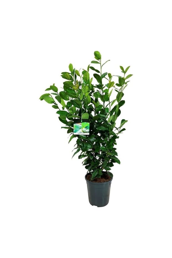 Portugese laurier Prunus Ani PBR