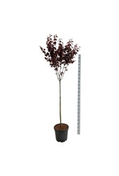 Laurier du Portugal Prunus cerasifera Nigra